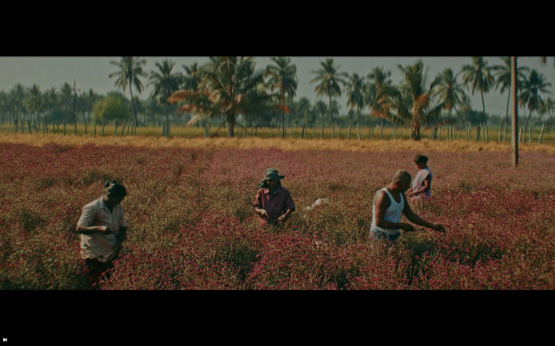 People crossing a field lined with palm trees
